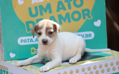 Prefeitura de Aparecida promove evento de adoção com 35 animais à espera de um novo lar