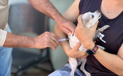 Goiânia realiza campanha antirrábica com vacinas gratuitas para cães e gatos